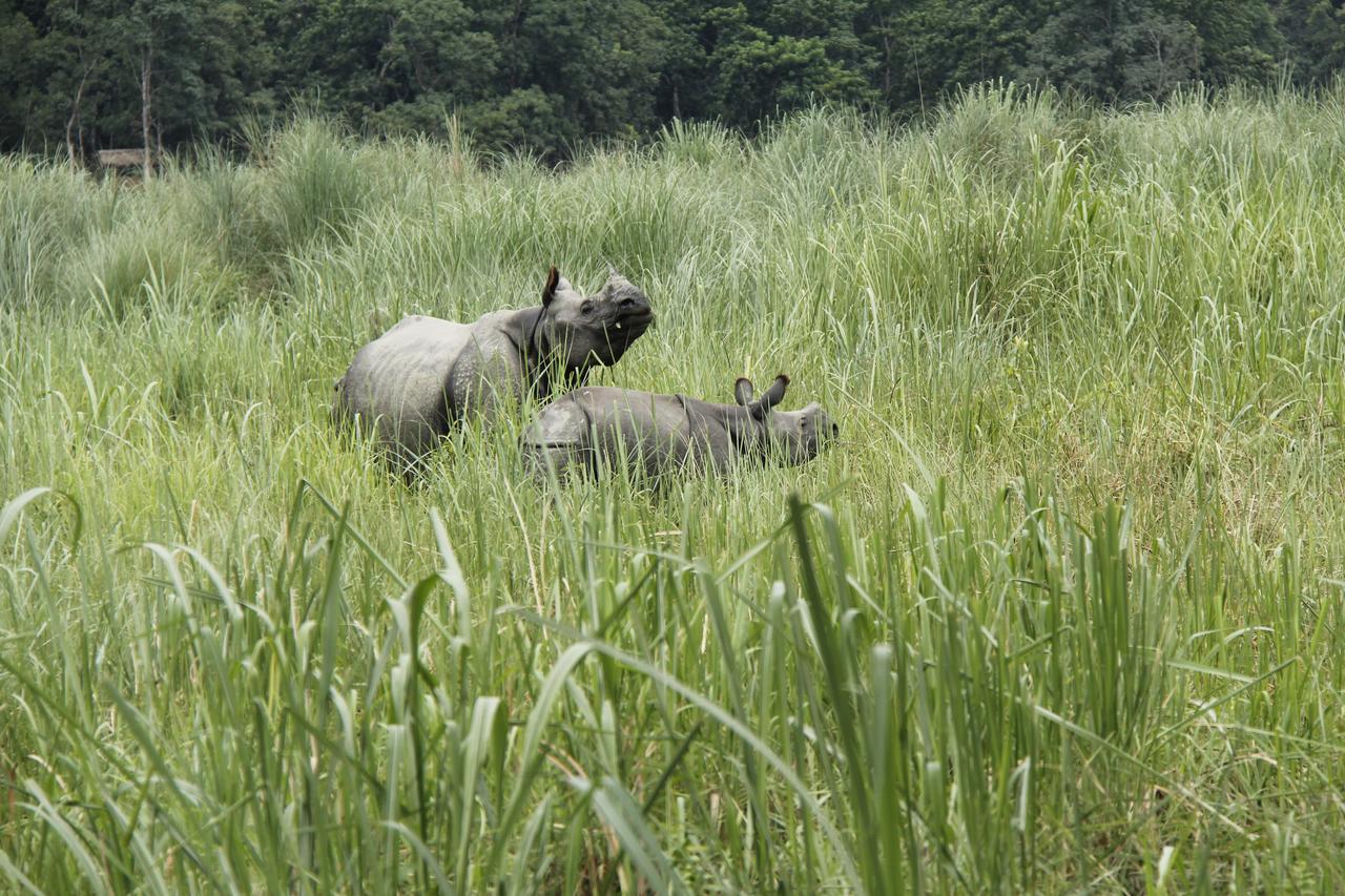 Rhino Land Jungle Lodge Sauraha Dış mekan fotoğraf