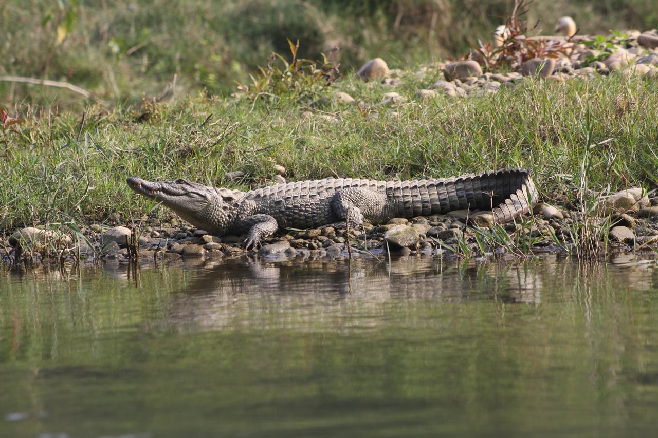 Rhino Land Jungle Lodge Sauraha Dış mekan fotoğraf
