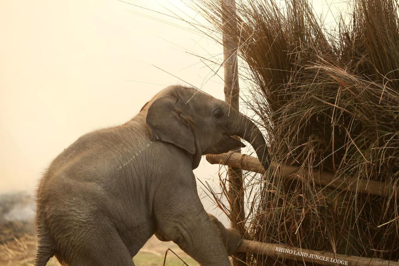 Rhino Land Jungle Lodge Sauraha Dış mekan fotoğraf