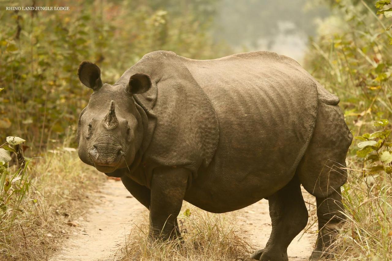 Rhino Land Jungle Lodge Sauraha Dış mekan fotoğraf